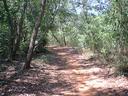 Thumbnail of: 2020-05-19 007 Auroville - path to forecomers.jpg
