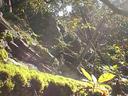 Thumbnail of: 2020-12-06 005 Secret Hill - steaming mossy log and arbutus branches.jpg