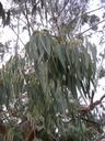 Thumbnail of: Eucalyptus leaves
