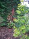 Thumbnail of: Green and red short trees