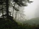 Thumbnail of: Fog at ruby beach