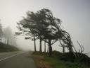 Thumbnail of: Fog on the road