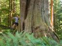 Thumbnail of: My on the big cedar