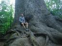 Thumbnail of: Me on the world's largest sitka spruce