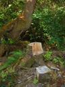 Thumbnail of: Stump turned into table and chair