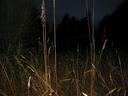 Thumbnail of: Grass in the dark
