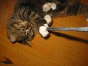 Thumbnail of: Tashi playing with camera strap
