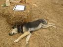 Thumbnail of: Chili dog sleeping at the site