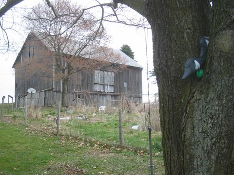 Photo of: Easter egg hidden under goose in tree, with barn in the background