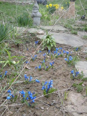 Photo of: Siberian squills and daffodils in Susan's (Alexis' mom) garden
