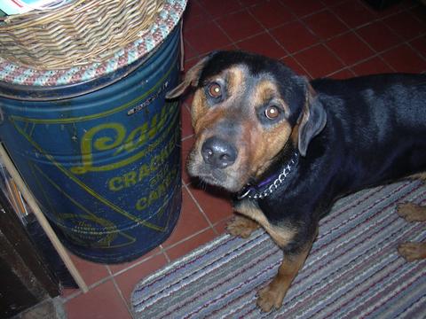 Photo of: Annie, the dog that was rescued from Mexico