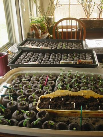 Photo of: Sprouting veggies and herbs