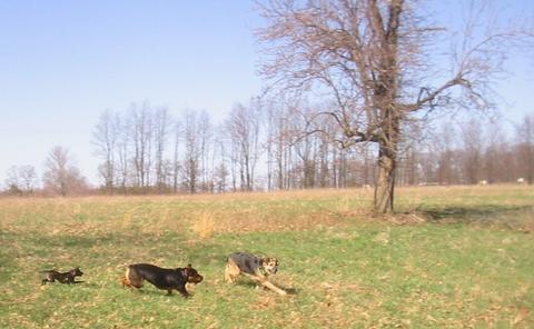 Photo of: Little-Butt, Annie, and Zeke running