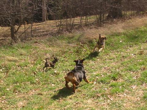 Photo of: Little-Butt, Annie, and Zeke playing