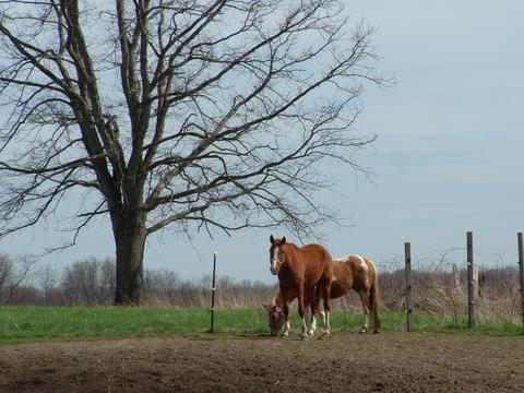 Photo of: Indy and Sissie