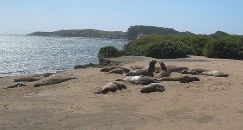 Photo of: Elephant Seals on the beach
