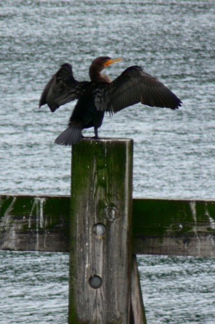 Photo of: Cormorant stretching its wings at the Village Bay ferry dock