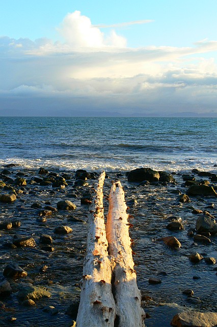 Photo of: Parallel Driftwood at Bear Beach