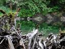 Thumbnail of: Emerald Pool