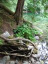 Thumbnail of: Emerald Pool