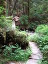 Thumbnail of: Boardwalk and log bridge over stream