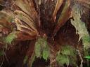 Thumbnail of: Rotten fallen tree
