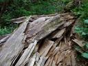 Thumbnail of: Fallen tree