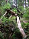 Thumbnail of: Fallen trees
