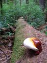 Thumbnail of: Fungus