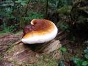Thumbnail of: Fungus