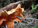 Thumbnail of: Fungus