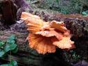 Thumbnail of: Fungus