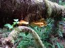 Thumbnail of: Fungus