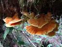 Thumbnail of: Fungus
