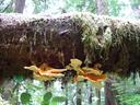 Thumbnail of: Fungus