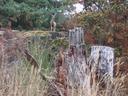 Thumbnail of: Deer near Horticulture Centre