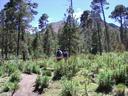 Thumbnail of: Trail up La Malinche volcano