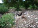 Thumbnail of: Some pigs near geocache GC2966