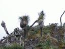 Thumbnail of: Trail from Benito Juarez to Cuajimoloyas