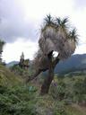 Thumbnail of: Trail from Benito Juarez to Cuajimoloyas