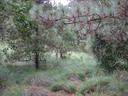 Thumbnail of: Trail from Benito Juarez to Cuajimoloyas