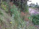 Thumbnail of: Wildflowers in Benito Juarez