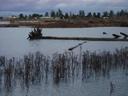 Thumbnail of: Englishman River Estuary