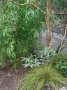 Thumbnail of: Tree and shrub