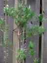 Thumbnail of: Small tree in front of wooden fence