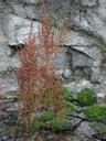 Thumbnail of: Plant in front of rock face