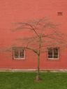 Thumbnail of: Leafless tree in front of red wall