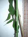 Thumbnail of: Indoor plant
