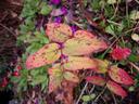Thumbnail of: Rusty leaves