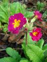 Thumbnail of: Bright magenta and yellow